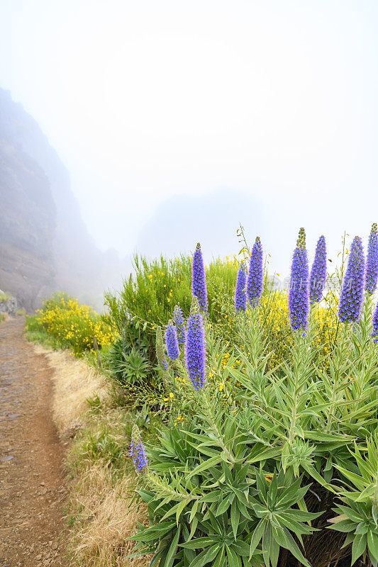 骄傲的马德拉花与云在马德拉岛的山在Pico do ariiro